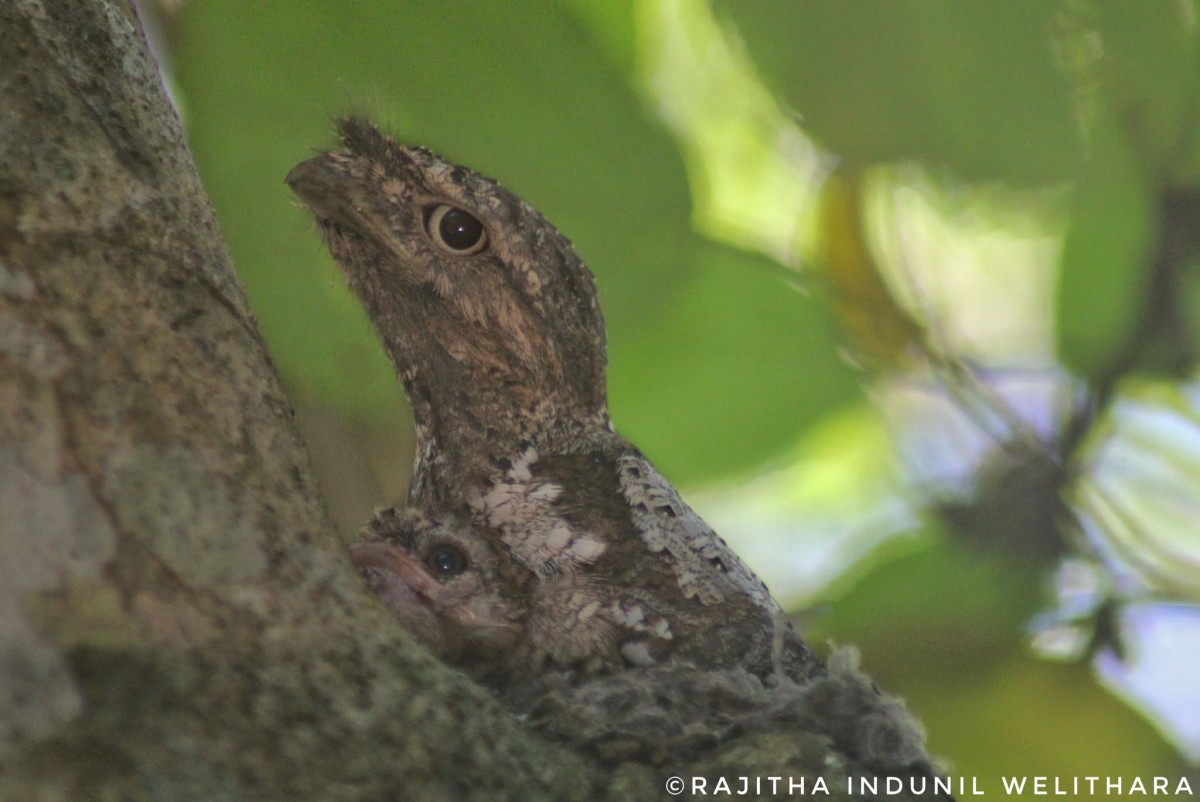 Batrachostomus  moniliger Blyth, 1846